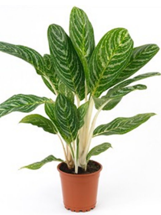Single green plant